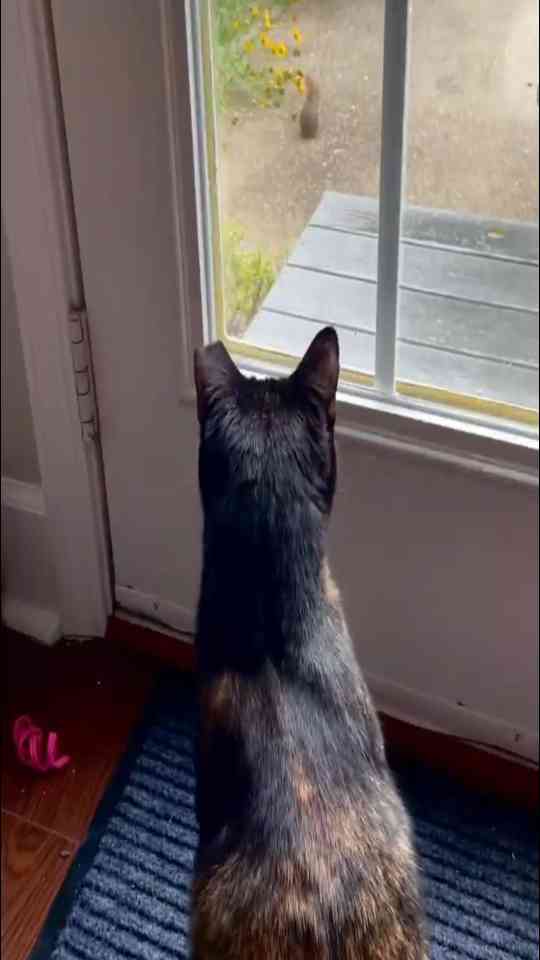 Mom I see a bunny!