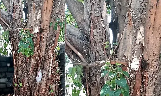 184 trees under threat in HSR Layout as BDA plans new commercial complex