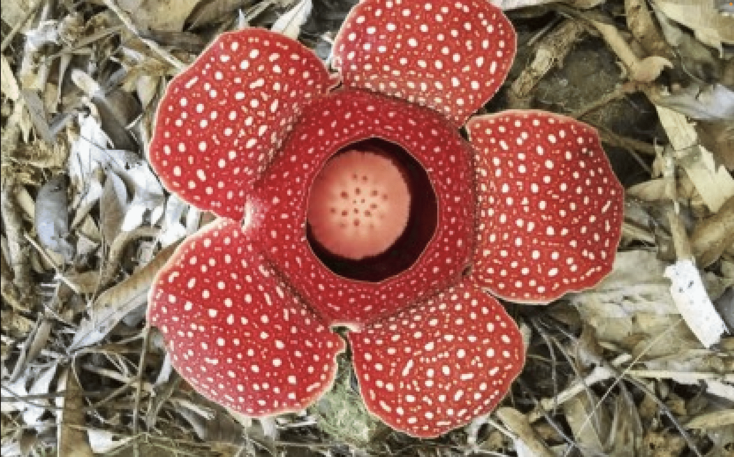 Blooming rafflesia enriches Apayao’s biosphere reserve