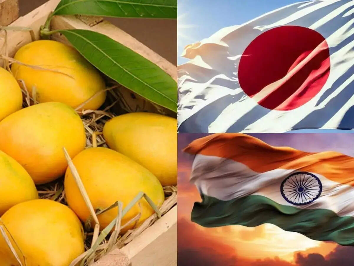 From Alphonso to Kesar: How a tiny fly halted India’s mango exports to ...