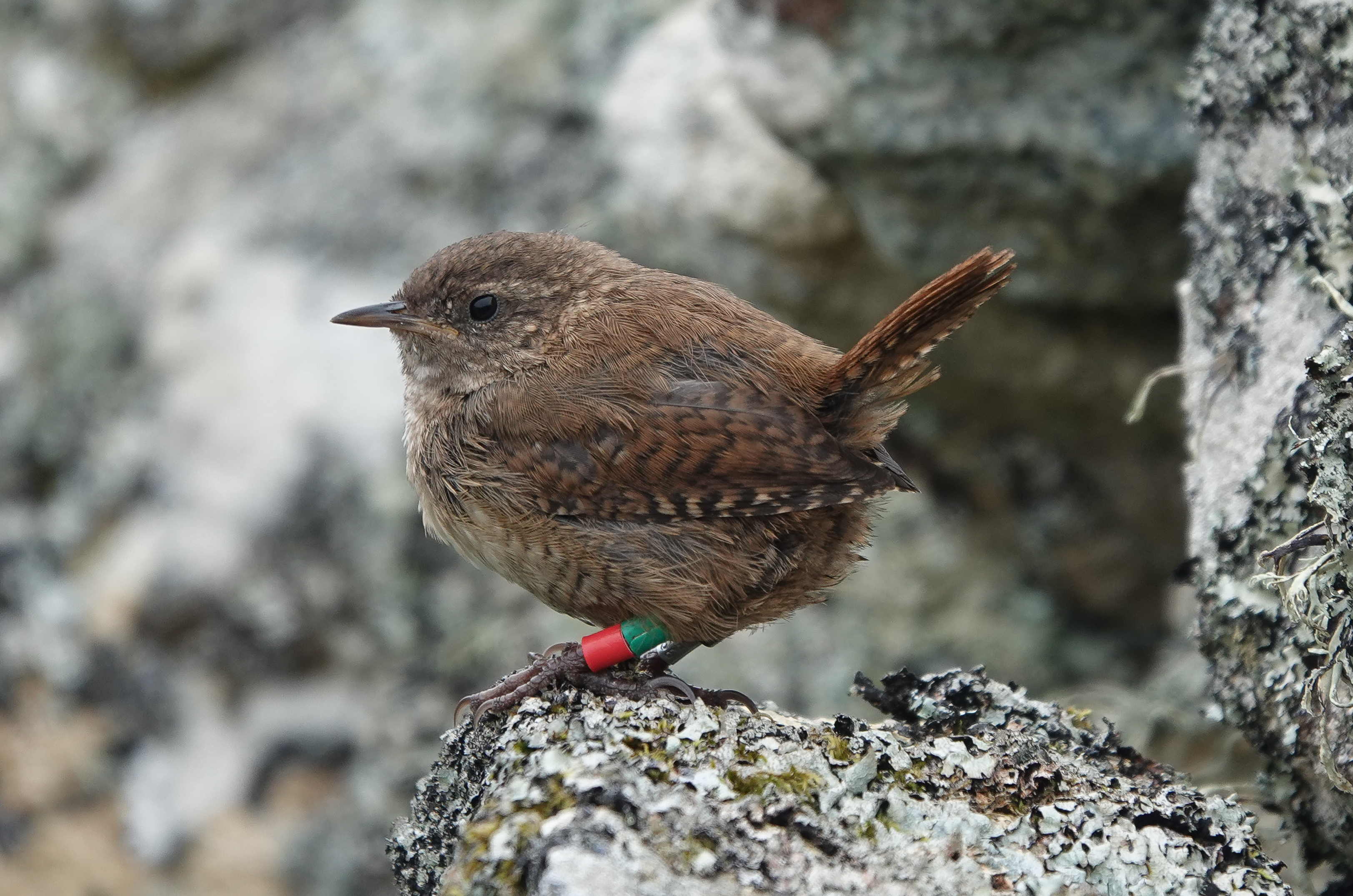 Tiny songbird plays key role in island gigantism after being found ...