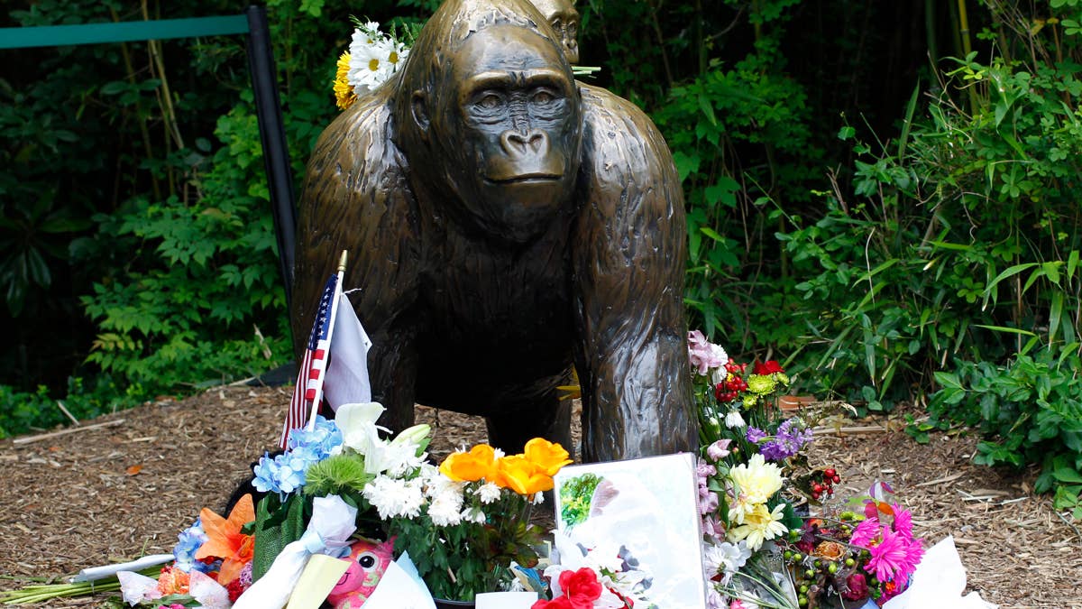 Remembering Harambe: 10 years since the gorilla's controversial death ...