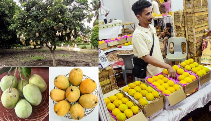 Japan bans Indian mango imports after 20 years, huge blow to Alphonso ...