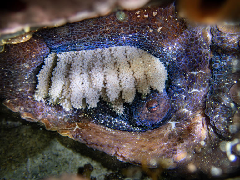The power hiding in underwater forests