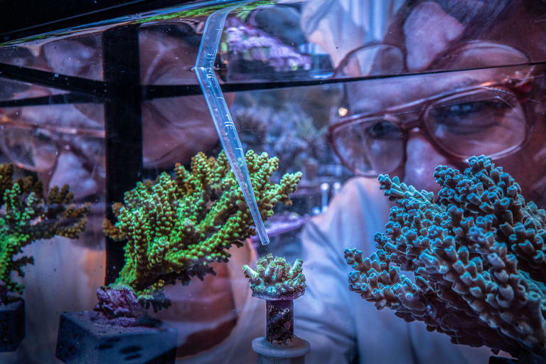 Inside the labs racing to save the world's coral reefs