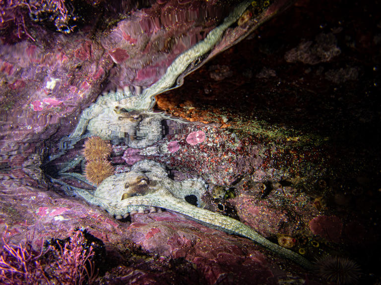 The power hiding in underwater forests