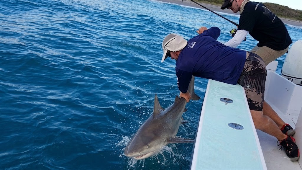 Sharks explode around the boat during insane topwater feeding frenzy