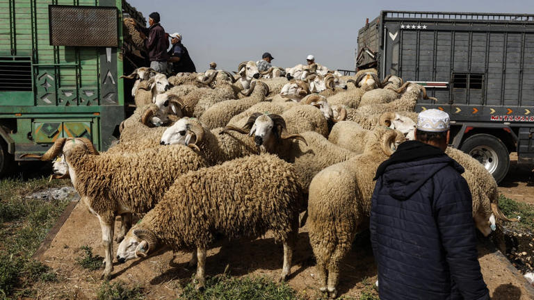 Au Maroc, le business très rentable mais polémique du mouton de l'Aïd ...