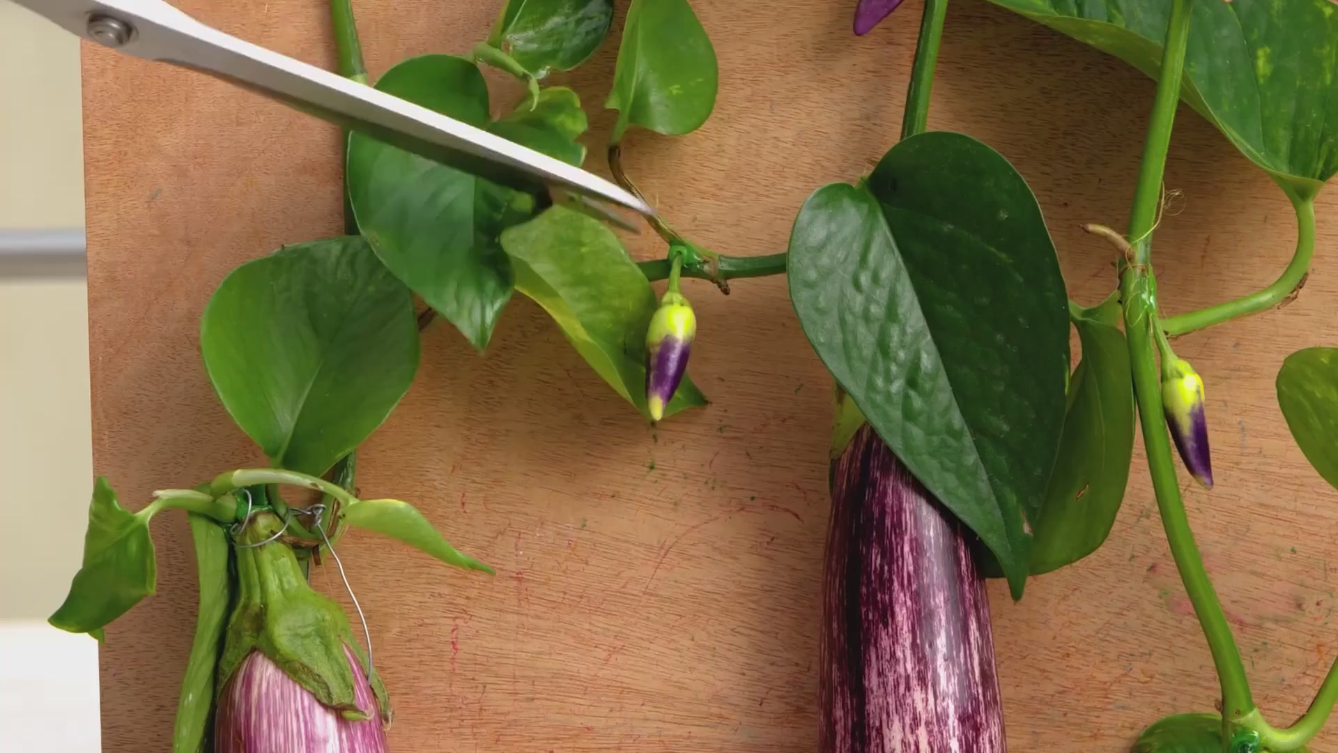 Innovative gardening tips for every enthusiast!