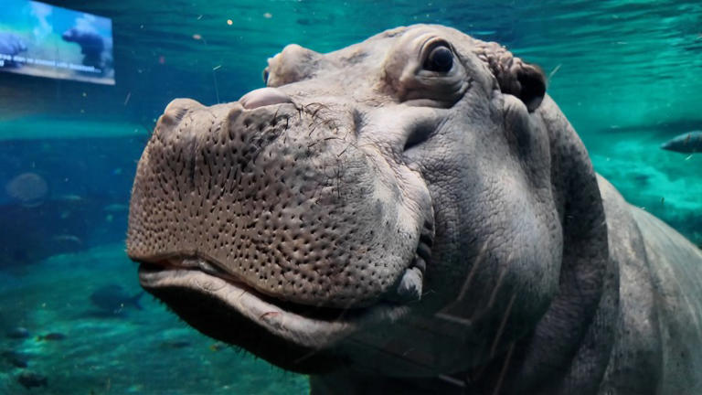 Gallery Detail: Behind The Scenes Of Feeding Adventure Aquarium S Hippos Genny