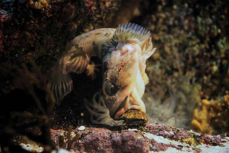 The power hiding in underwater forests
