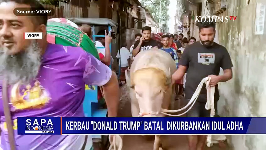 Kerbau albino 'Donald Trump' di Bangladesh tak jadi dikurbankan saat ...