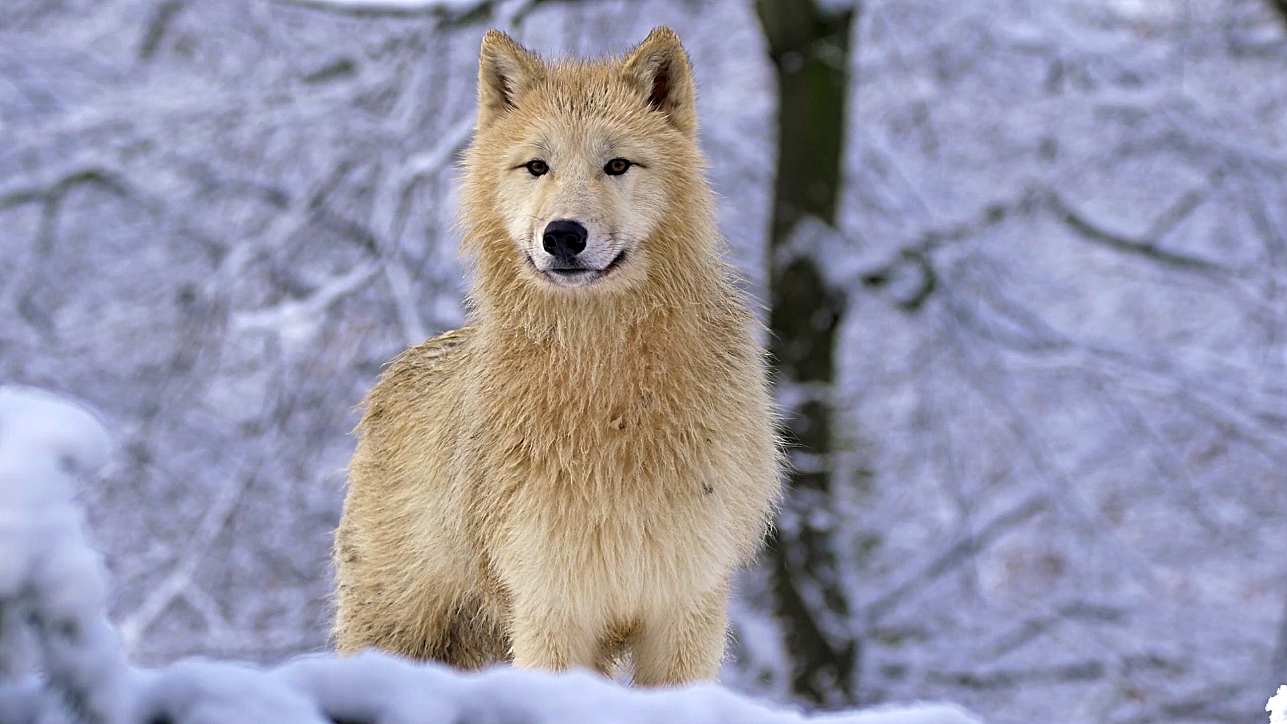 Ik had niet verwacht zo dicht bij een witte wolf te komen
