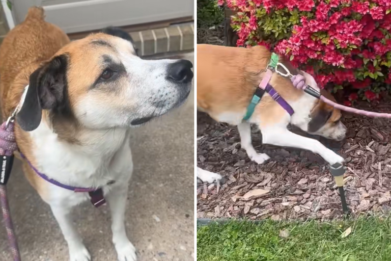 Dog sniffs something hiding in bushes—then realizes it’s a birthday ...