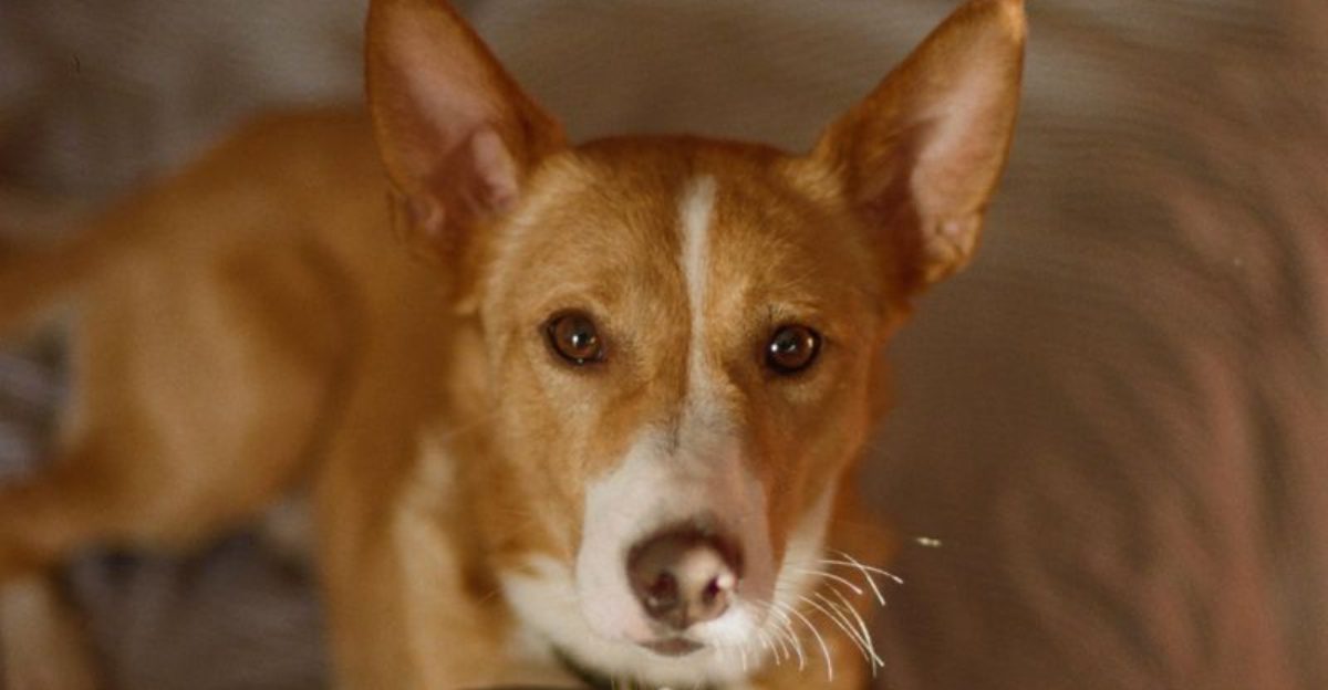 12 fiercely independent dog breeds that don't care about pleasing everyone