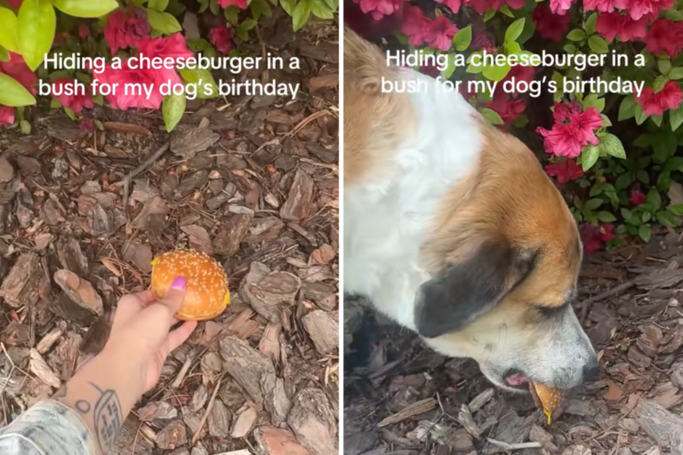 Dog sniffs something hiding in bushes—then realizes it’s a birthday ...
