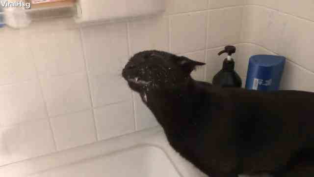 Cat who loves water joins the shower routine