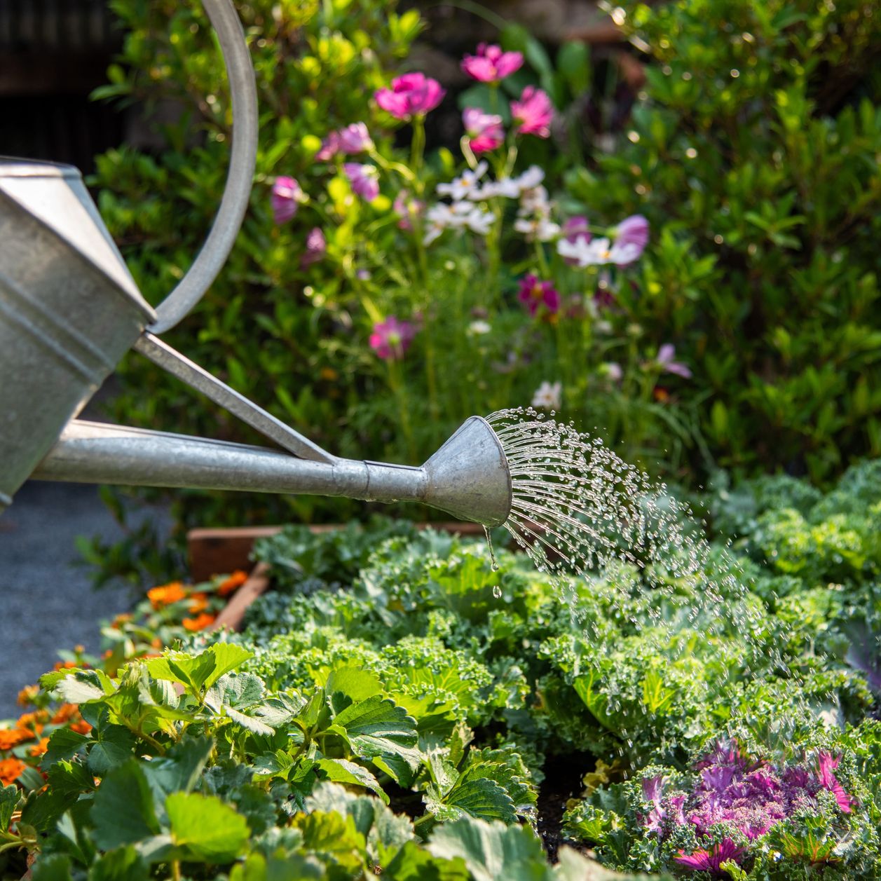Ciao les moustiques : cette plante fleurie que beaucoup mettent sur ...