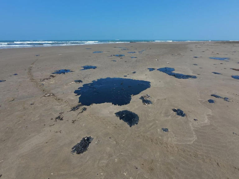 Greenpeace presenta dos denuncias por derrame de Pemex en el Golfo de ...