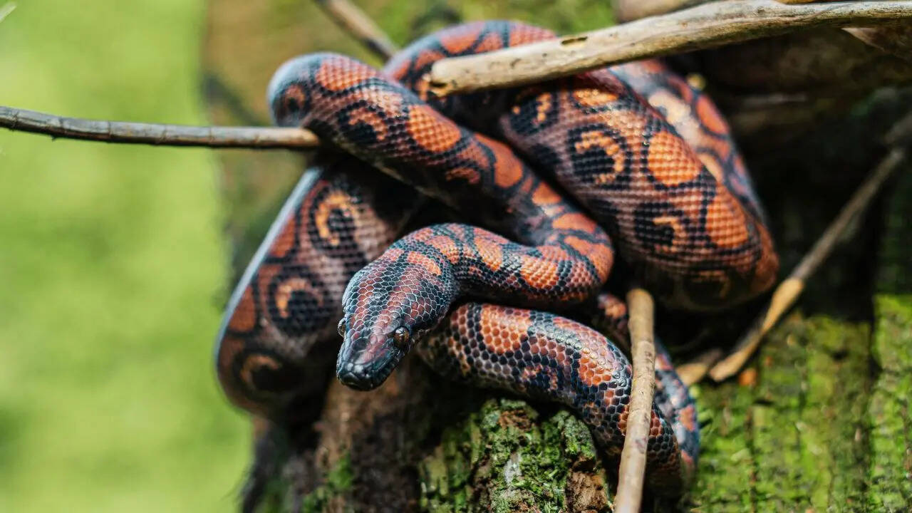 10 famous snake parks and zoos in the USA every wildlife traveller ...