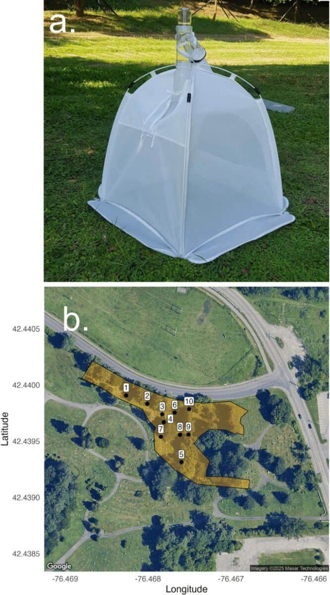 Scientists found 5.5 million bees hidden beneath a New York cemetery in ...