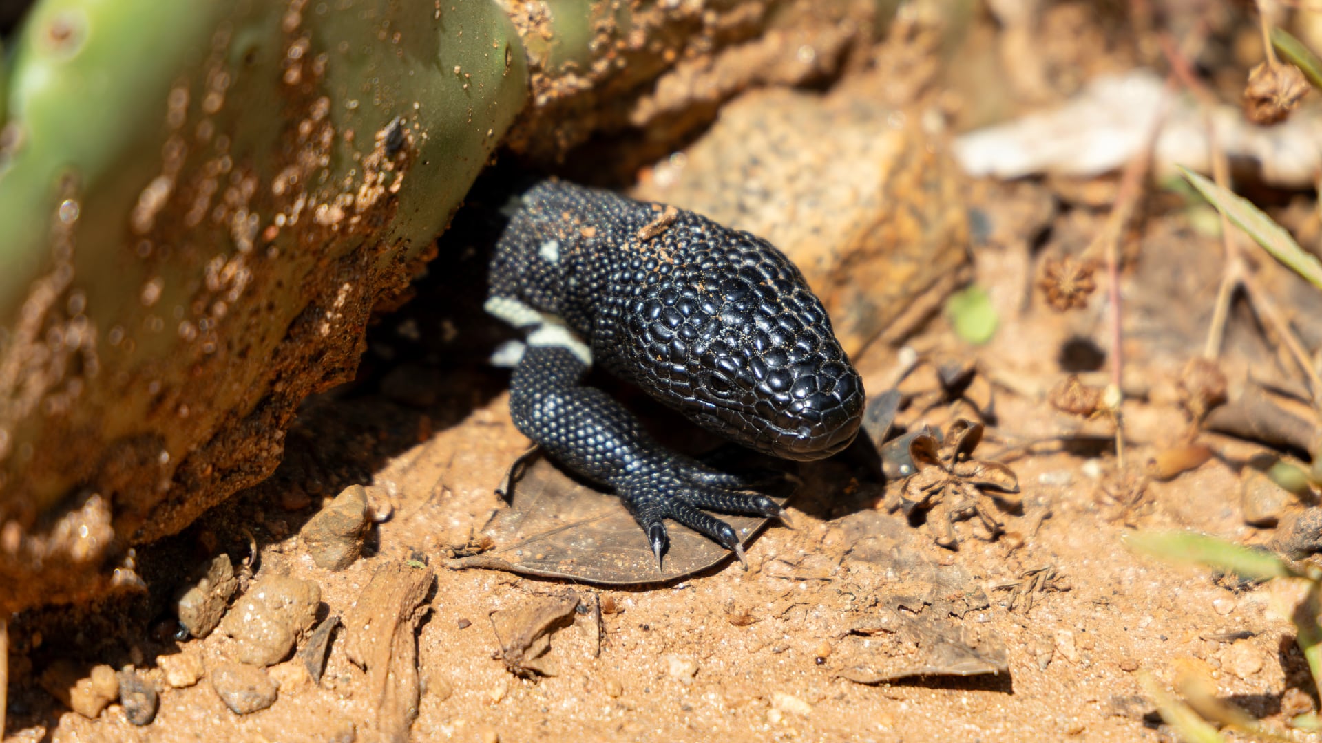 Zoo Atlanta welcomes two of the world’s rarest reptiles