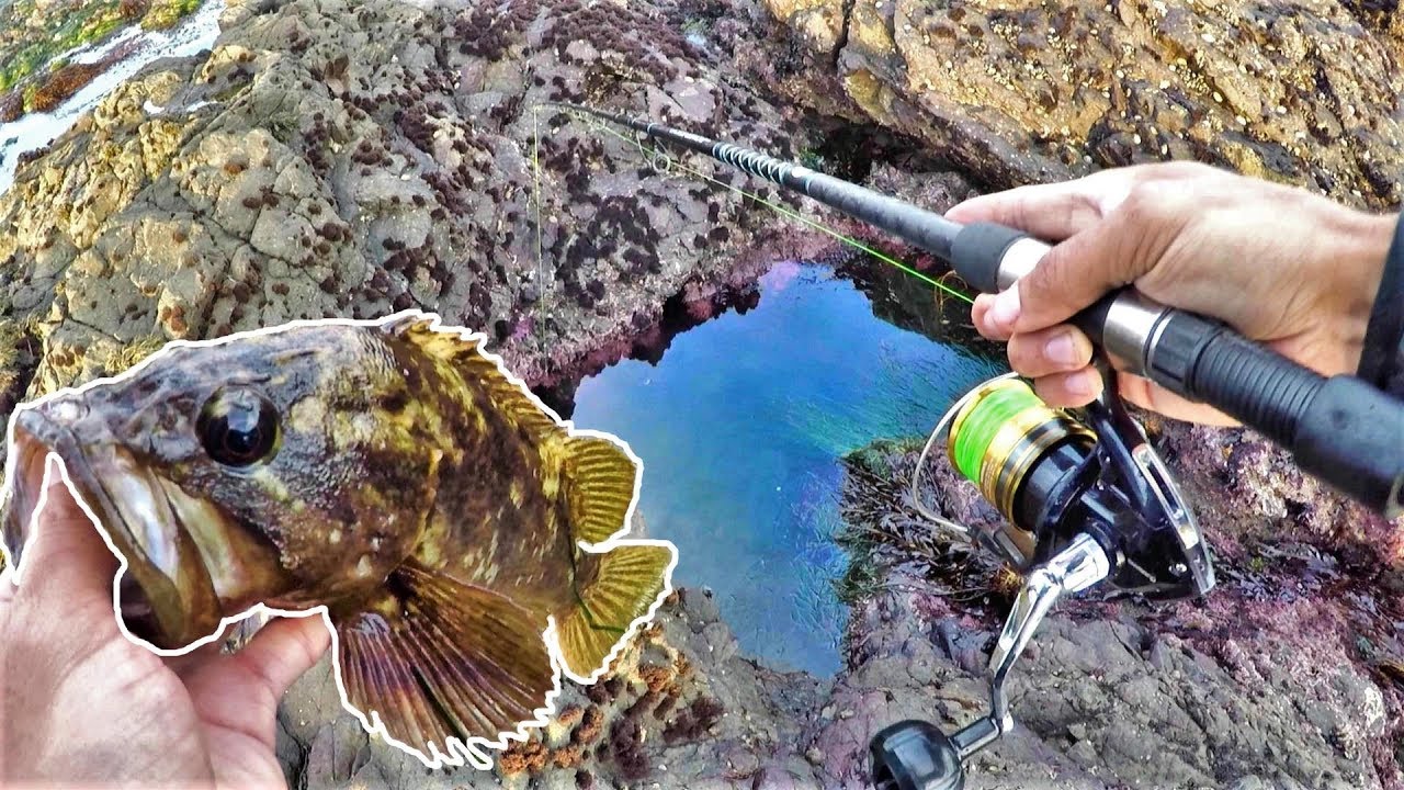 Pocket fishing and cooking at low tide 🌊
