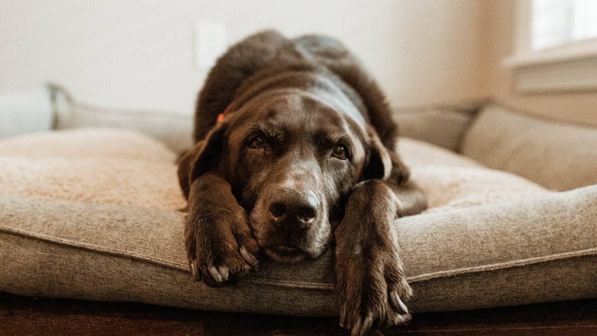 This Labrador's adorable early morning routine has other parents ...