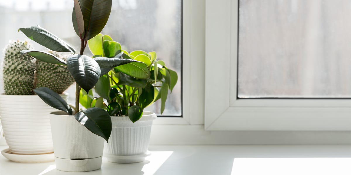 The 17 Best Air-Purifying Plants for Indoors