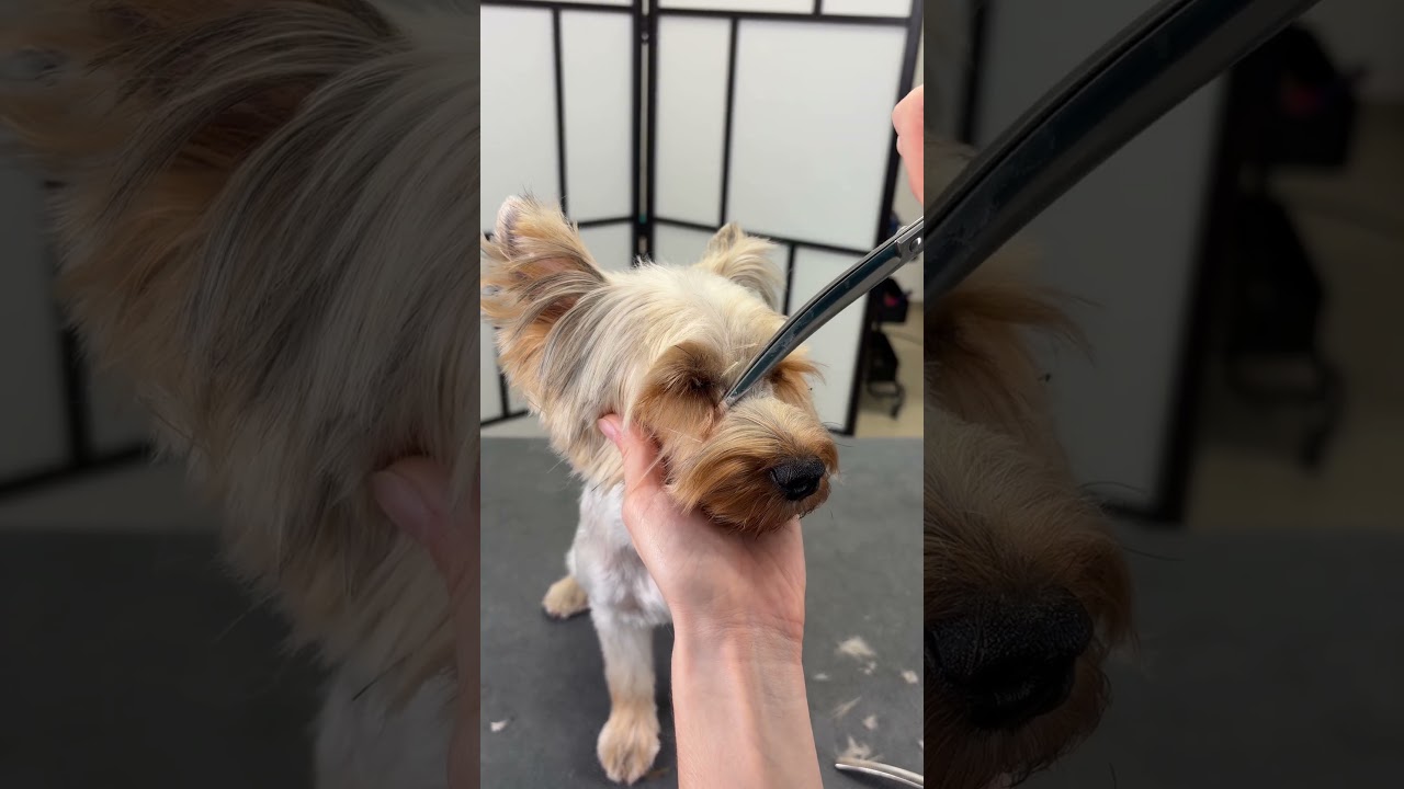Yorkshire terrier head & face grooming transformation | Yorkie grooming ...