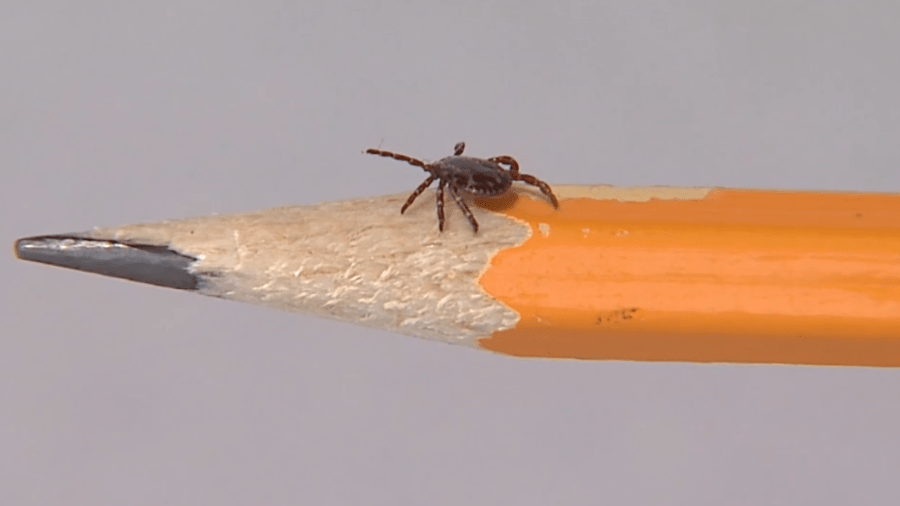 What to know for tick season in Kansas