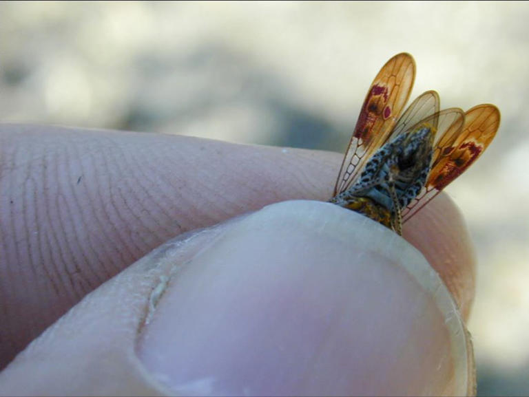 Invasive insect threatening vineyards detected on Costco plants in ...