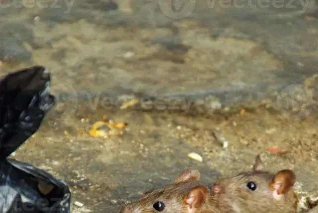 El Codito y otros barrios de Bogotá enfrentan creciente invasión de ...