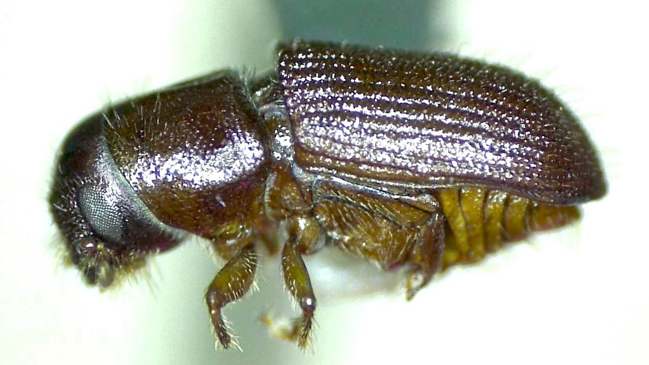 These tiny Georgia bugs were just named the most destructive forest pests