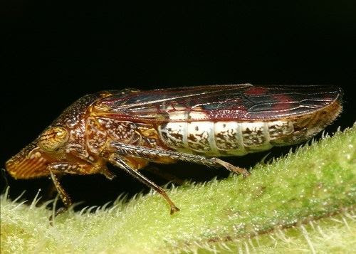 Harmful pest found on grape plants sold at Bay Area Costco stores