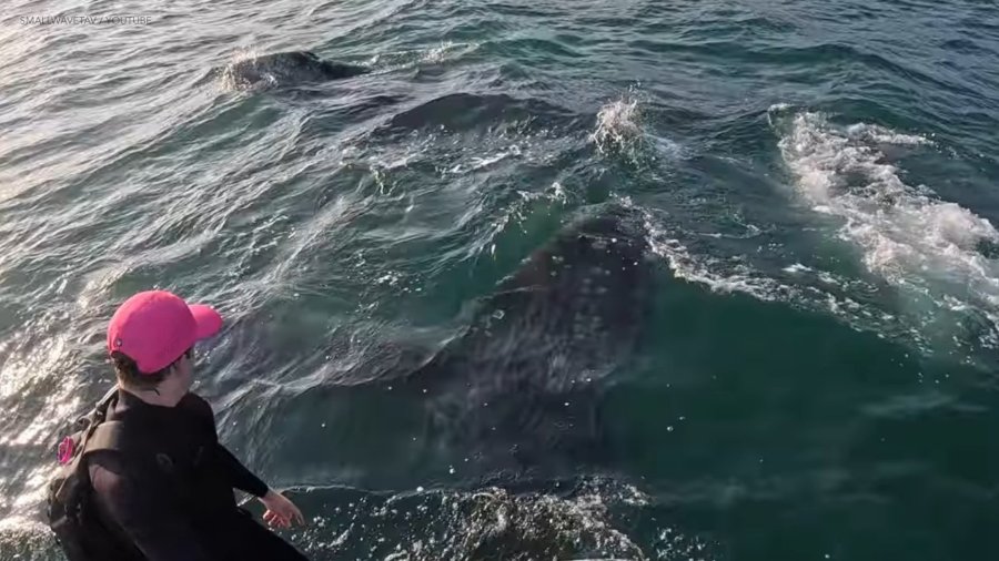 Video: Close encounter with 2 whales knocks foiler off board near Santa ...