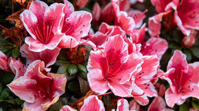 Skip hydrangeas: The alternative that'll look beautiful all year long