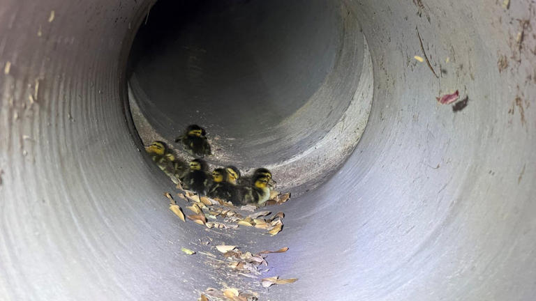 Cute! Ducklings rescued from Chandler storm drain reunited with mother