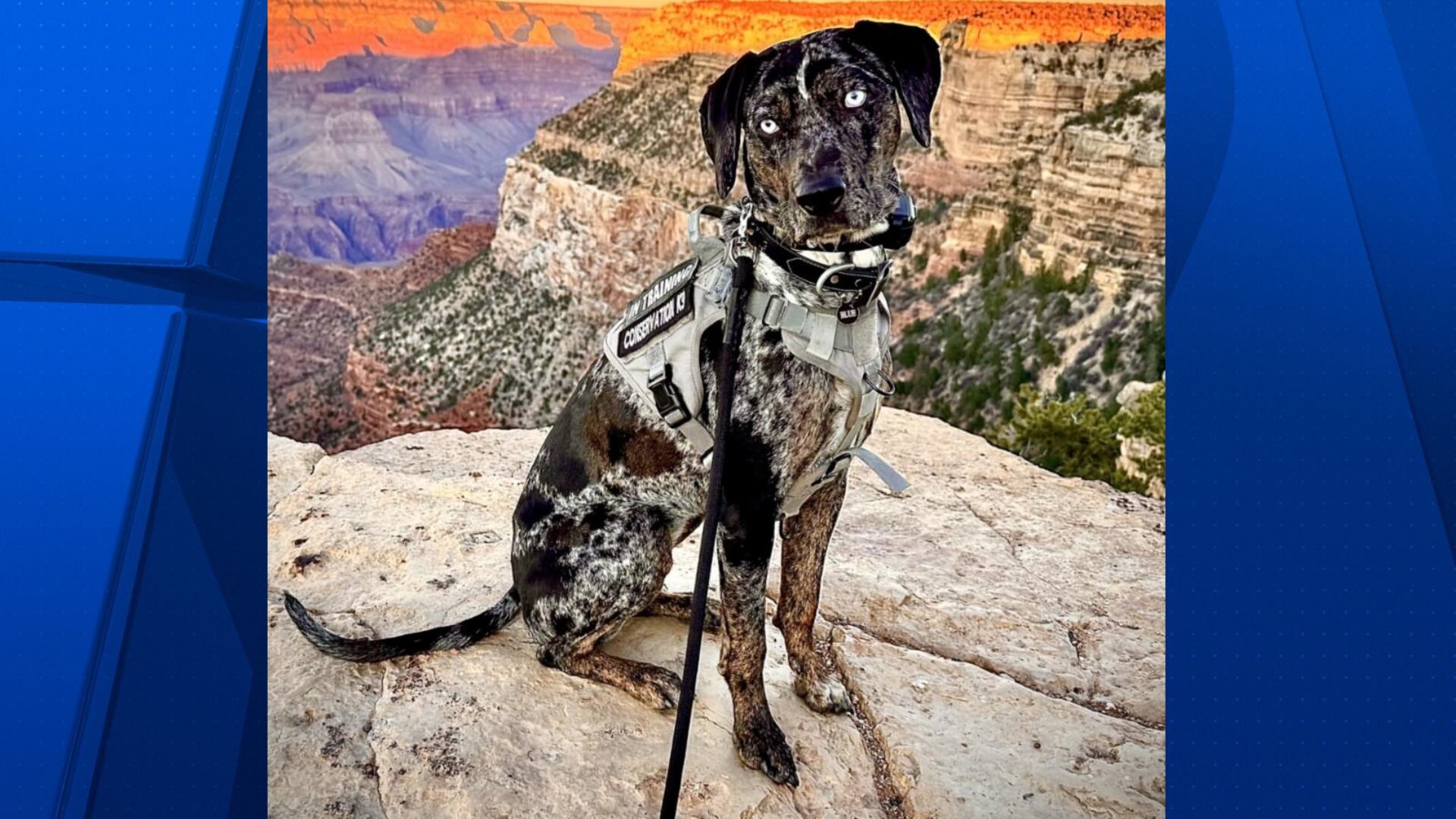 Grand Canyon introduces conservation dog to help protect wildlife