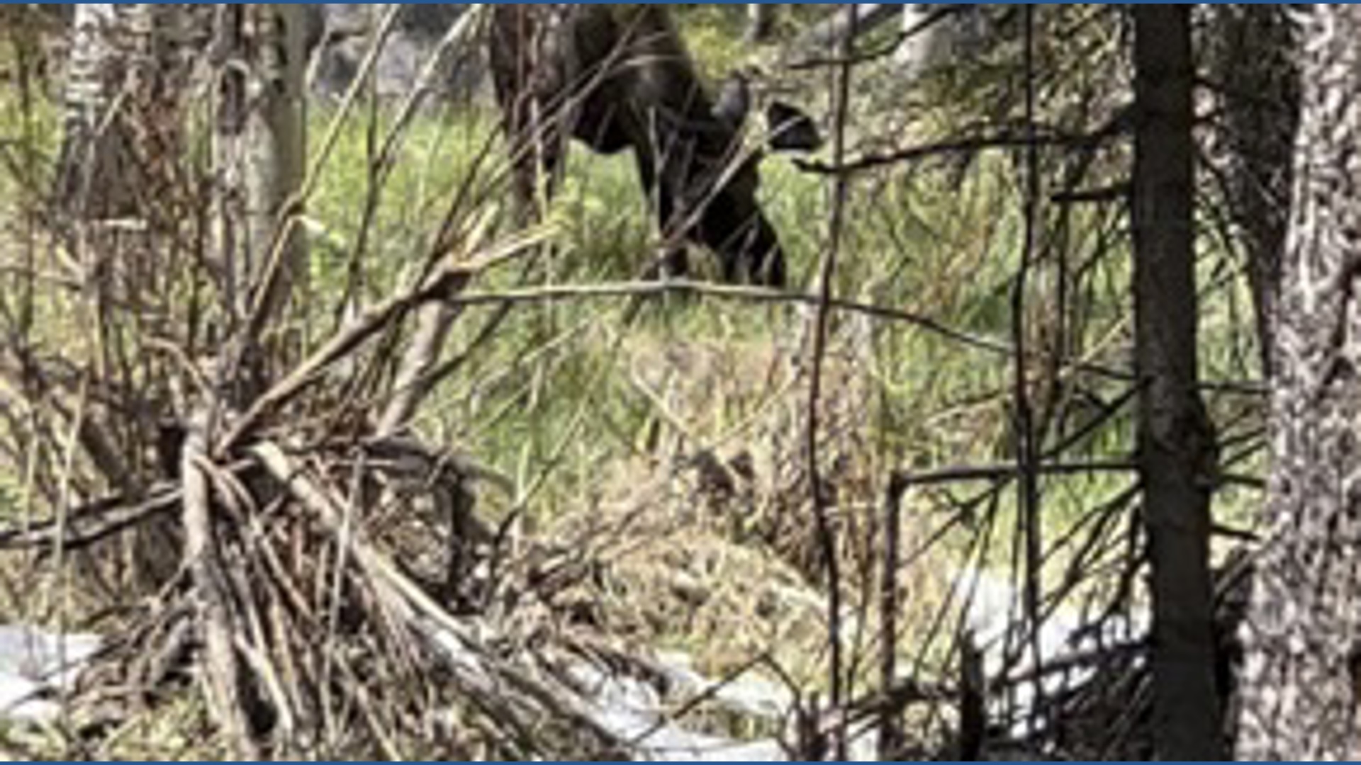 Here's how to safely view moose in the wild