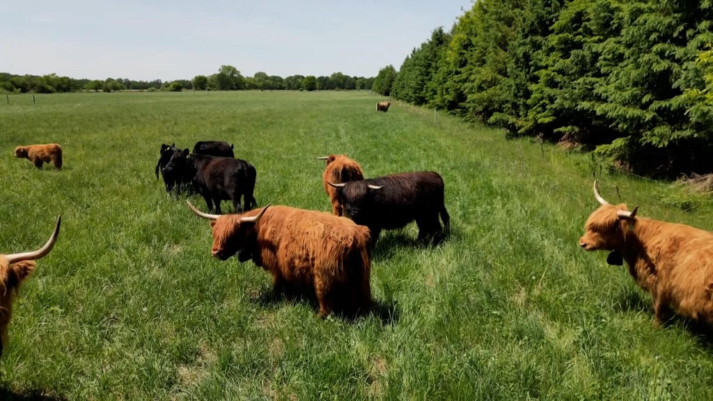 Small Minnesota farms feeling the impact of high beef prices