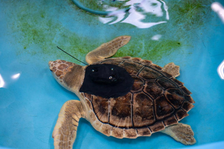 Rare hybrid sea turtle returns to Atlantic Ocean after months of ...