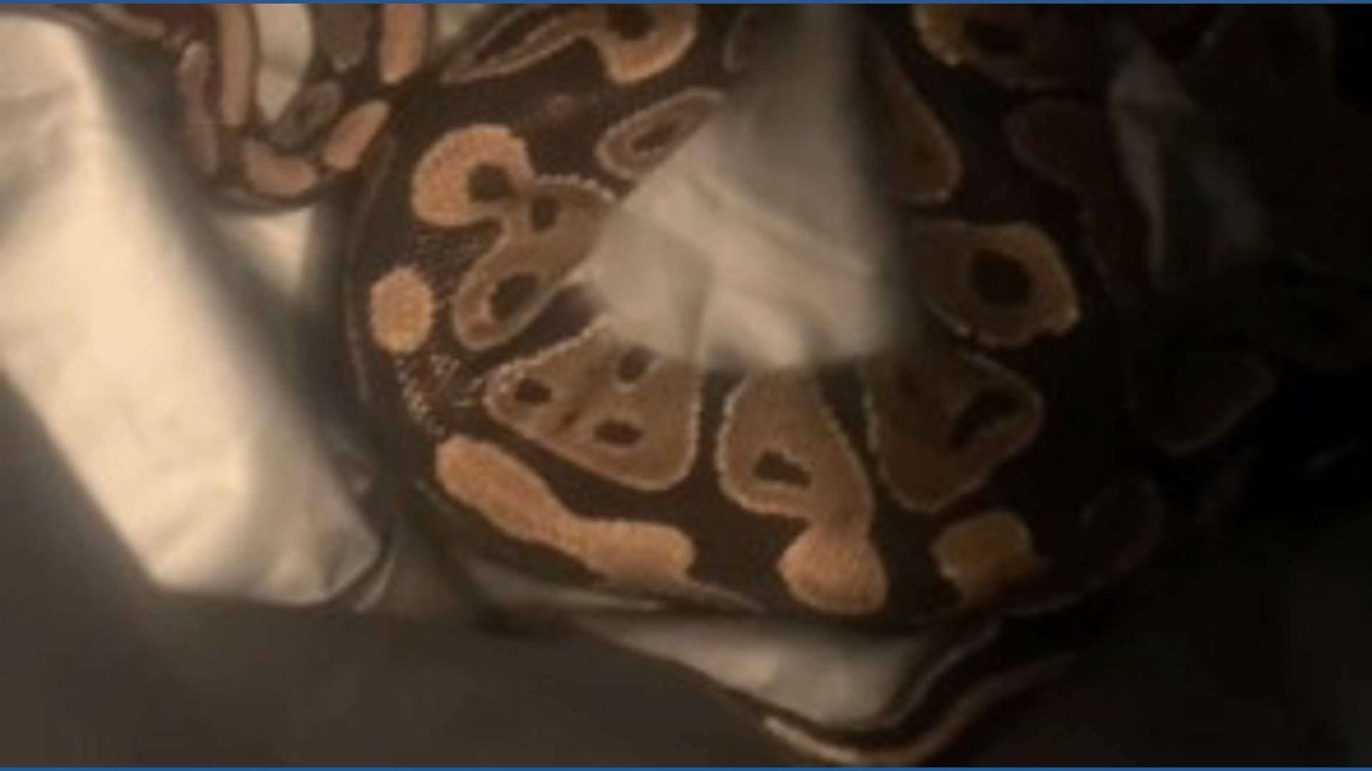 Curated visual reference: Gallery Detail: East Hartford Parent Finds A Ball Python In His Apartment