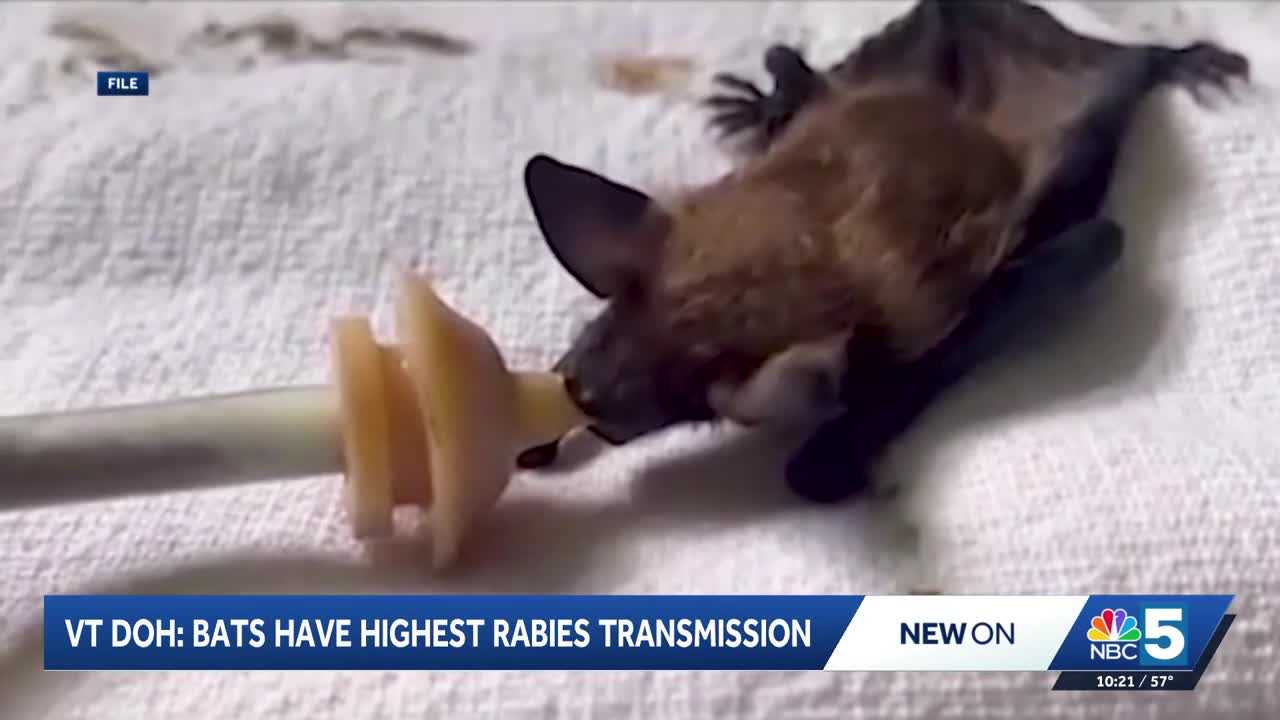 How to protect yourself from rabies this summer