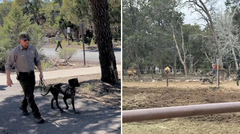 Grand Canyon introduces conservation dog to help protect wildlife