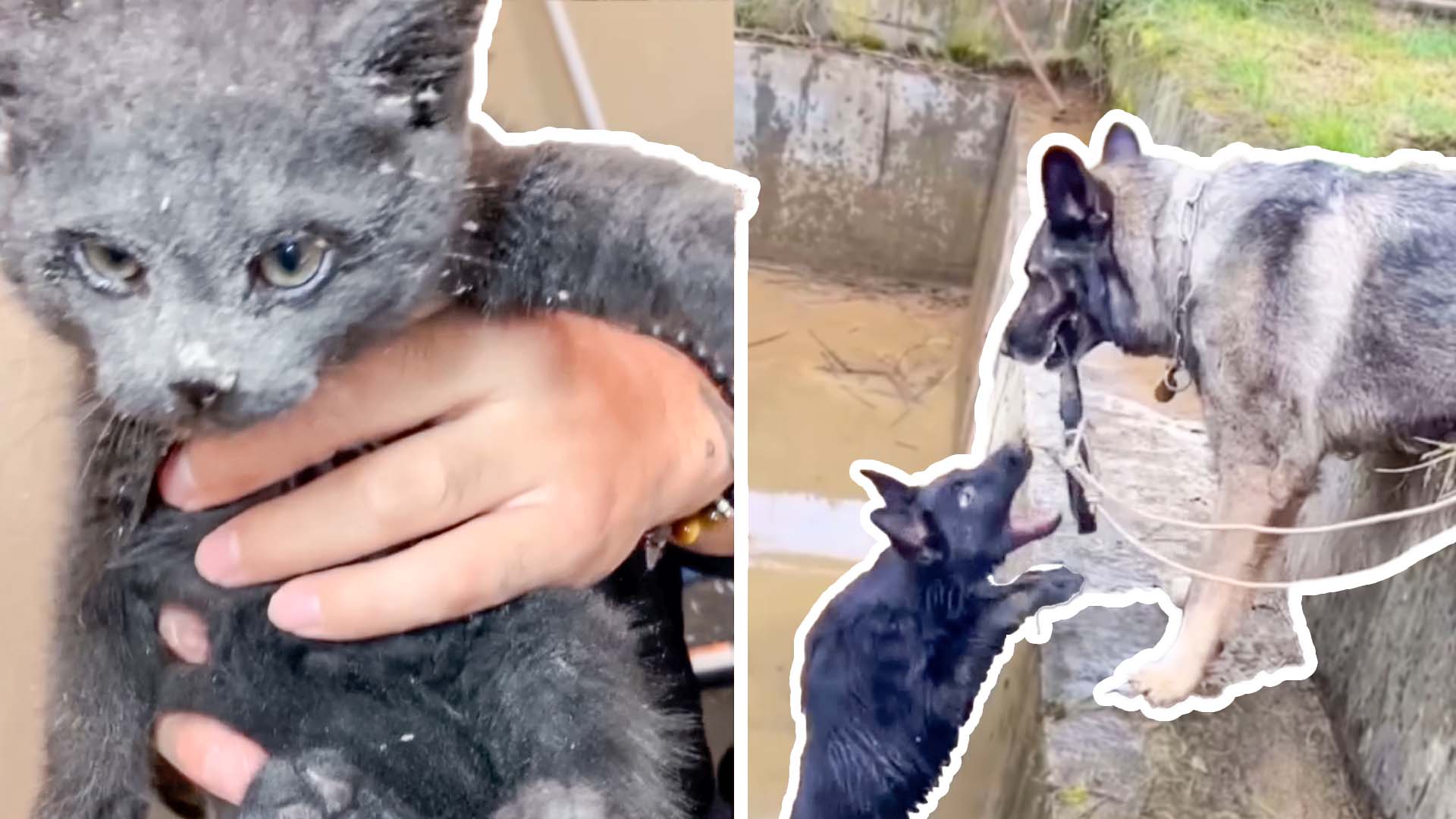 Heartwarming animal rescues you need to see