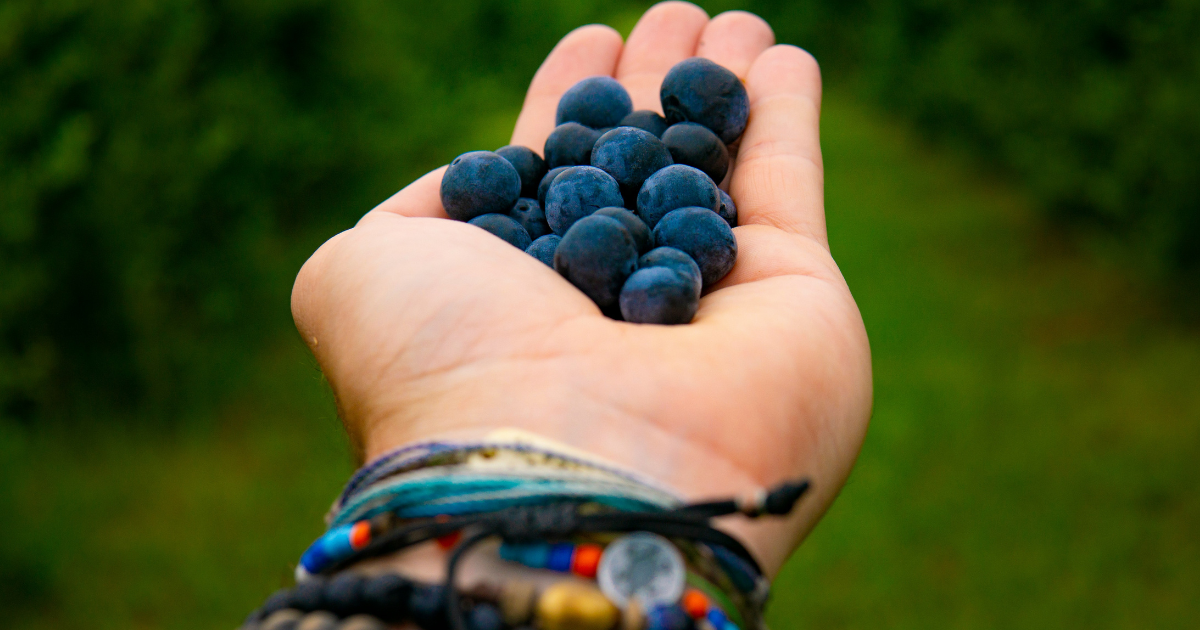 This Long Island farm lets you fill buckets with fresh berries