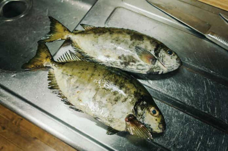 毒魚も食べればウマい? 嫌われ外道の代表格「アイゴ」を刺身と干物で食べてみました