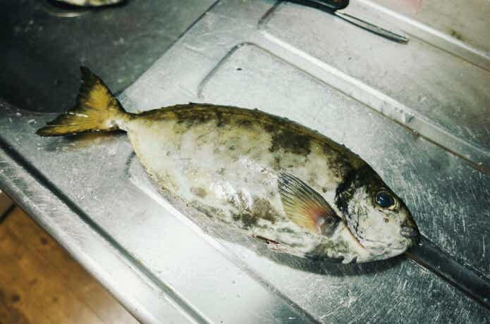 毒魚も食べればウマい? 嫌われ外道の代表格「アイゴ」を刺身と干物で食べてみました