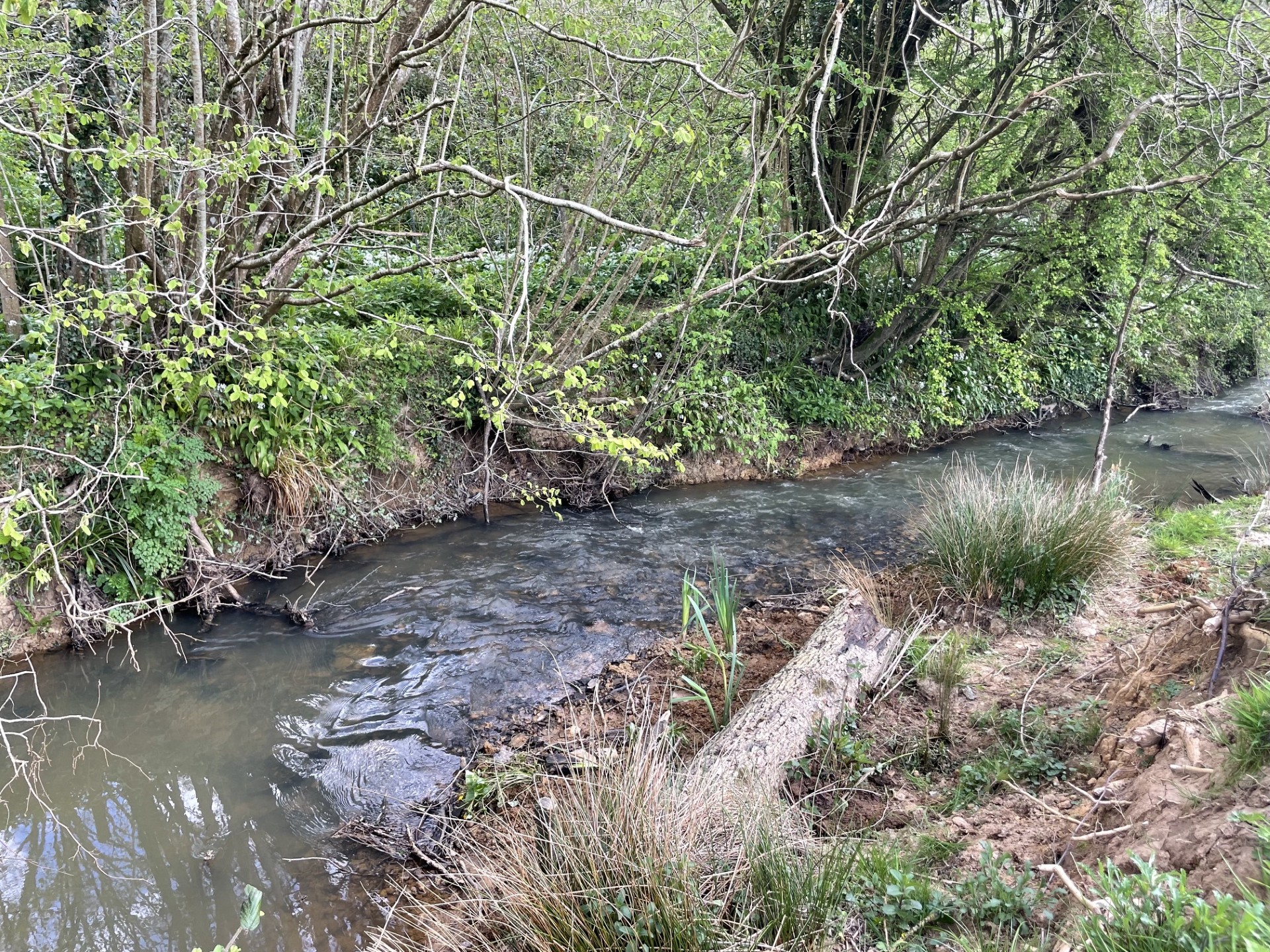 River restoration project unlocks 18km of habitat